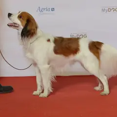 Kooikerhondje - Photo 7
