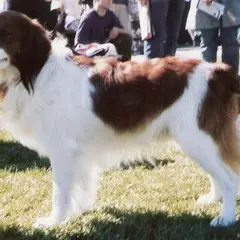 Kooikerhondje - Photo 8