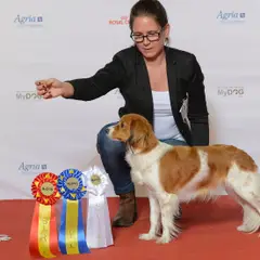 Kooikerhondje - Photo 9