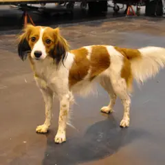 Kooikerhondje - Photo 10