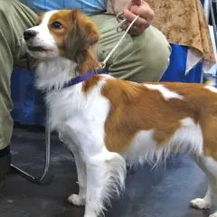 Kooikerhondje - Photo 11