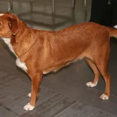 Pinscher autrichien à poil court - Photo 1