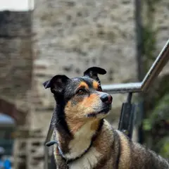 Pinscher autrichien à poil court - Photo 2