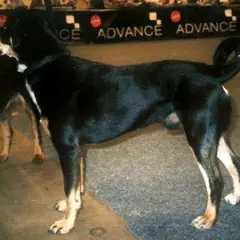 Pinscher autrichien à poil court - Photo 3