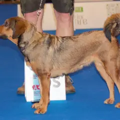 Pinscher autrichien à poil court - Photo 5