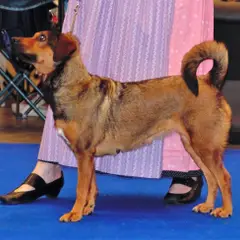 Pinscher autrichien à poil court - Photo 6