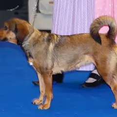 Pinscher autrichien à poil court - Photo 8