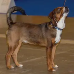 Pinscher autrichien à poil court - Photo 10