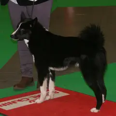Russisch-Europäischer Laika - Foto 3