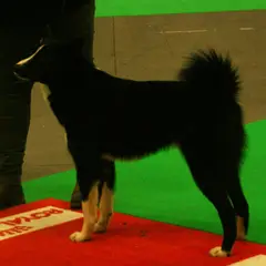 Russisch-Europäischer Laika - Foto 4