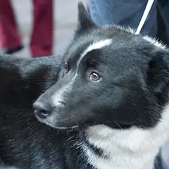 Russisch-Europäischer Laika - Foto 6