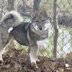 West-Siberische Laika - Foto 2