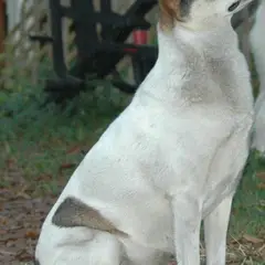 West-Siberische Laika - Foto 4