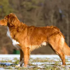 Nova Scotia Duck Tolling Retriever - Foto 1