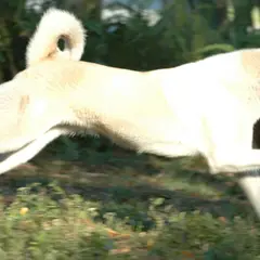 West-Siberische Laika - Foto 5