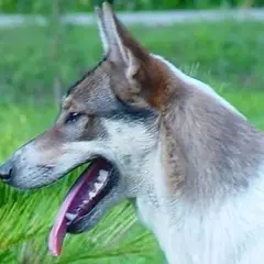 West-Siberische Laika - Foto 6