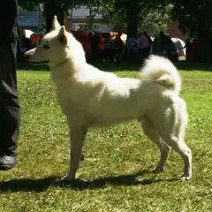 West-Siberische Laika - Foto 7
