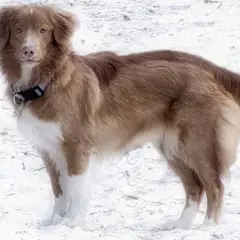 Nova Scotia Duck Tolling Retriever - Foto 2