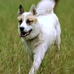 West-Siberische Laika - Foto 8