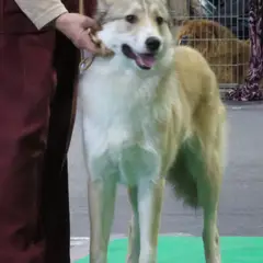 West-Siberische Laika - Foto 9