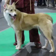 West-Siberische Laika - Foto 10