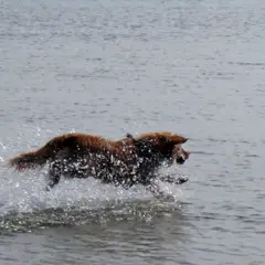Nova Scotia Duck Tolling Retriever - Foto 3