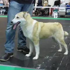 West-Siberische Laika - Foto 11