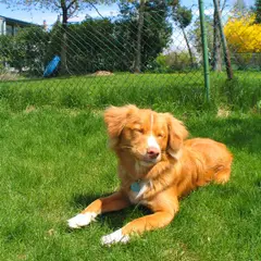 Nova Scotia Duck Tolling Retriever - Foto 4