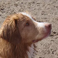 Nova Scotia Duck Tolling Retriever - Foto 5