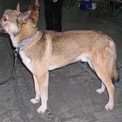 Laika de Siberia oriental - Foto 1