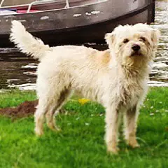 Dutch Smoushond - Photo 1