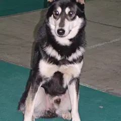 Laika de Siberia oriental - Foto 2