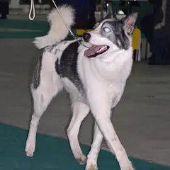Laika de Siberia oriental - Foto 3