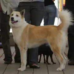 Laika de Siberia oriental - Foto 4