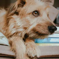 Dutch Smoushond - Photo 6