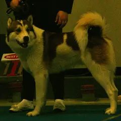 Laika de Siberia oriental - Foto 5