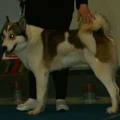 Laika de Siberia oriental - Foto 6