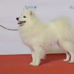 Spitz Japonais - Photo 1