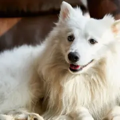 Spitz Japonais - Photo 2