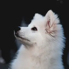 Spitz Japonais - Photo 3