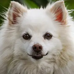 Spitz Japonais - Photo 4