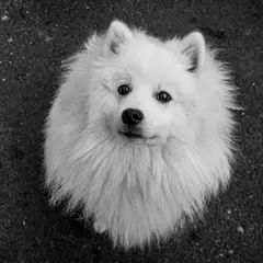 Spitz Japonais - Photo 6