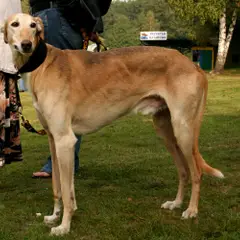 Polish Greyhound - Photo 2