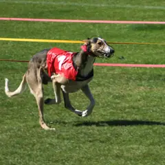 Polish Greyhound - Photo 3