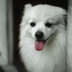 Spitz Japonais - Photo 9