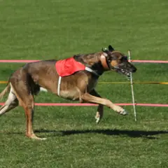 Polish Greyhound - Photo 4