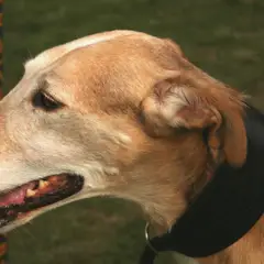 Polish Greyhound - Photo 5