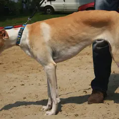 Polish Greyhound - Photo 6