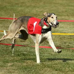 Polish Greyhound - Photo 7