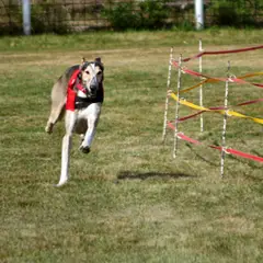 Polish Greyhound - Photo 8